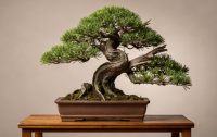 Juniperus - Jałowiec jako bonsai: klasyka z tysiącletnią tradycją