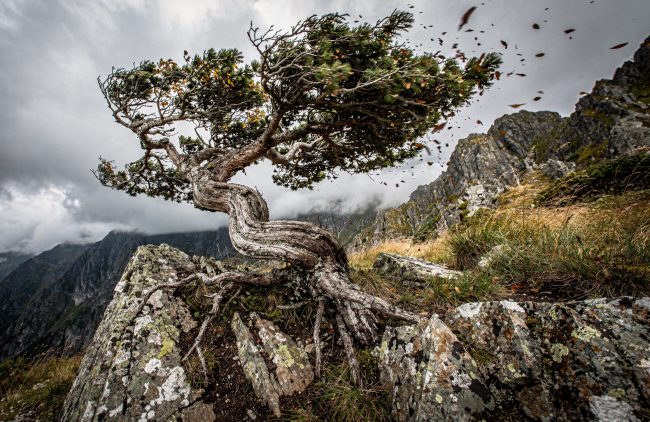 Yamadori - Gdy natura tworzy arcydzieła