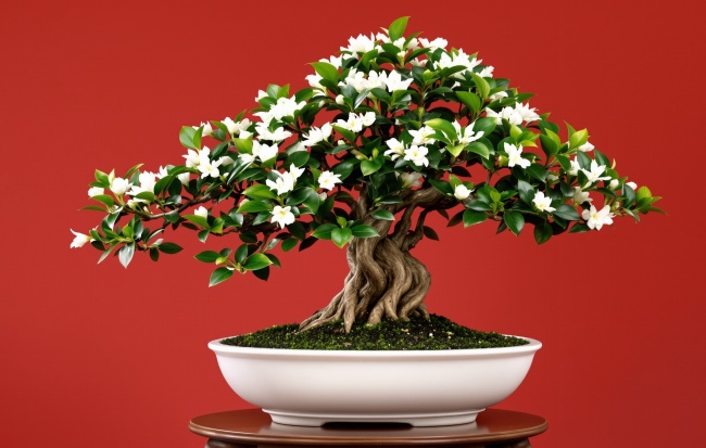 Sekrety uprawy Carmona microphylla: Herbata Fuki