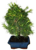 Bonsai Pinus halepensis 1170