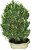 Bonsai Pinus halepensis 1200