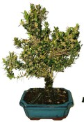 Buxus harlandi - korkový buxus -  786