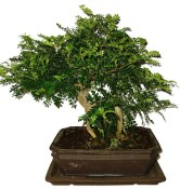 Caragona spinosa - čínský pepř 975  - bonsai