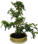 Caragona spinosa - čínský pepř 992  - bonsai