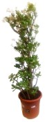 Crassula ovata tlustice XXL 7