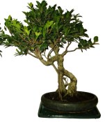 Ficus retusa - fíkovník - bonsai 868