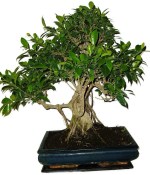 Ficus retusa - fíkovník - bonsai 998