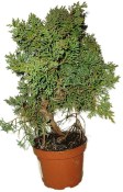 Juniperus - Jalovec 584 - venkovní bonsaje