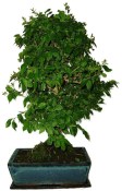 Ligustrum chinensis ptačí zob 977
