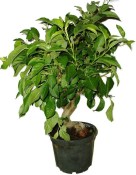Malus - Třešňoplodá jabloň 1145
