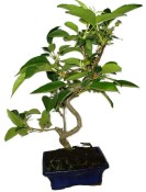 Malus - Třešňoplodá jabloň 1172