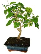 Morus - morušovník 1168