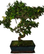 Pokojová bonsai - Sagerethia thea 1195