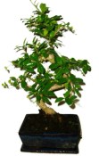 Pokojová bonsaj Carmona microphylla - čaj fuki 1036