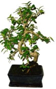 Pokojová bonsaj Carmona microphylla - čaj fuki 1042