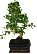 Pokojová bonsaj Carmona microphylla - čaj fuki 1043