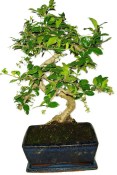 Pokojová bonsaj Carmona microphylla - čaj fuki 1065