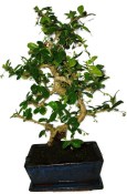 Pokojová bonsaj Carmona microphylla - čaj fuki 1066