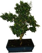 Pokojová bonsaj Carmona microphylla - čaj fuki 199