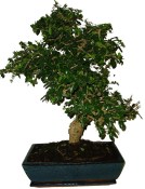 Pokojová bonsaj Carmona microphylla - čaj fuki 217