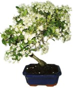 Pyracantha 1169 - venkovní bonsaje