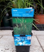 Rośliny wodne - Carex muskingumensis (Turzyca pospolita)