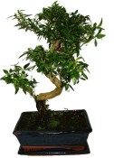 Serissa foetida - strom tísíce hvězd 1014