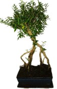Serissa foetida - strom tísíce hvězd 1015