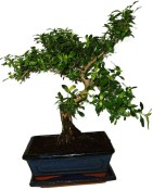 Serissa foetida - strom tísíce hvězd 1016