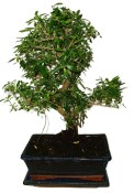 Serissa foetida - strom tísíce hvězd 1018