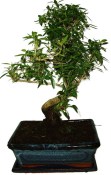 Serissa foetida - strom tísíce hvězd 1019