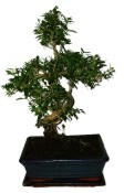 Serissa foetida - strom tísíce hvězd 1021