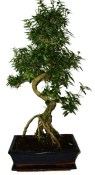 Serissa foetida - strom tísíce hvězd 1121