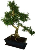 Serissa foetida - strom tísíce hvězd 1132