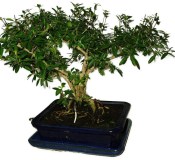 Serissa foetida - strom tísíce hvězd 991