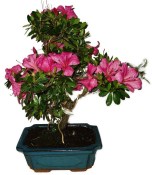 Venkovní bonsaje - Azalka - Rhododendron 1174