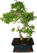 Zelkova 1051 - pokojové bonsaje