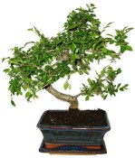 Zelkova 1052 - pokojové bonsaje