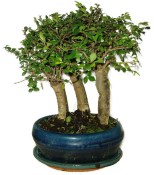 Zelkova 1053 - pokojové bonsaje
