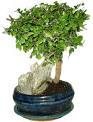 Zelkova 1054 - pokojové bonsaje