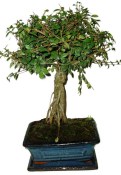 Zelkova 1060 - pokojové bonsaje