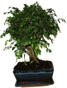 Zelkova 1063 - pokojové bonsaje