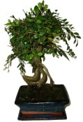 Zelkova 1064 - pokojové bonsaje