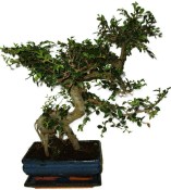 Zelkova 1073 - pokojové bonsaje