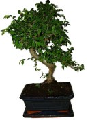 Zelkova 1075 - pokojové bonsaje