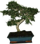 Zelkova 1147 - pokojové bonsaje