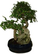 Zelkova 938 - pokojové bonsaje