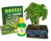Bonsai střední rovná zelkova varianta C