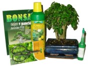 Bonsai střední rovná zelkova varianta D