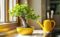 Nawożenie bonsai: Klucz do zdrowego wzrostu i piękna